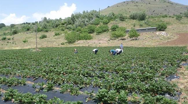Kavurucu sıcaklar Terk Ediyor