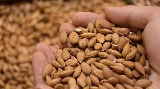 Kayısı Çekirdeği 'Güvenli Bitkiler' listesinde