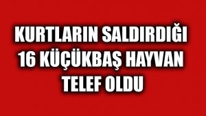 16 Küçükbaş Hayvan Telef Oldu