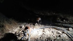 Darende'de Keneviri korumak için pitbull beslediler