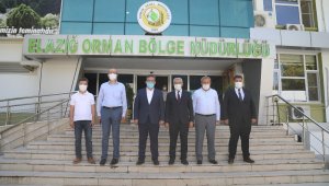 Orduzu'da küle dönen bölge yeniden yeşillenecek