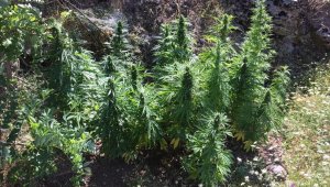 3.5 Kilogram Kubar Esrar Ele Geçirildi