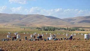 Darende, patates üretim üssü oluyor