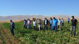 Darende'de 30 Bin Ton Pancar Rekoltesi Bekleniyor
