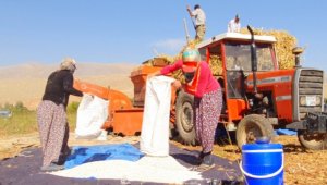 Doğanşehir'de Fasulye hasad dönemi başladı