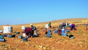 Malatya'da Patates hasadı başladı