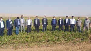  Yazıhan'da Birinci Kalite Pancar Üretiliyor