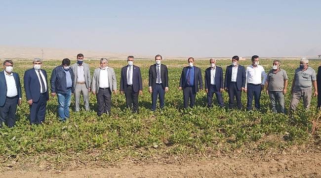 Yazıhan'da Birinci Kalite Pancar Üretiliyor