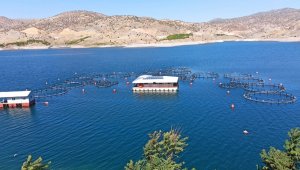 Yurt Dışına 17 Milyon Dolarlık Balık ihracatı