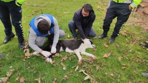 Ayağı kırılan köpeğe polis sahip çıktı