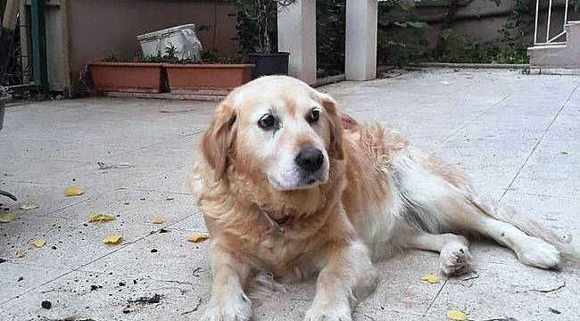 Can dostu çalındı hayatı alt üst oldu