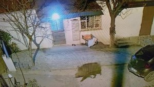Domuzlar ilçe merkezine indi