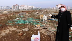 Sokak köpeği silahla vurularak öldürülmüş halde bulundu