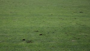 Yeni Malatya Stadı'nın zemini tepki çekti