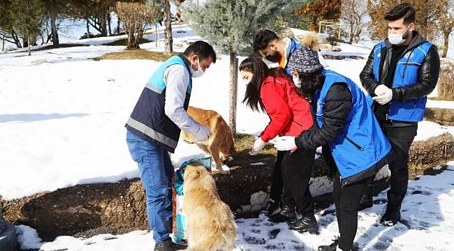 Battalgazi'de sokak hayvanlarını unutulmuyor