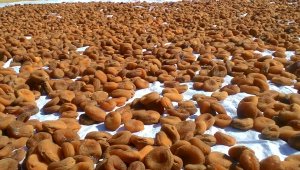 İhracatın büyük bölümü kuru kayısı 