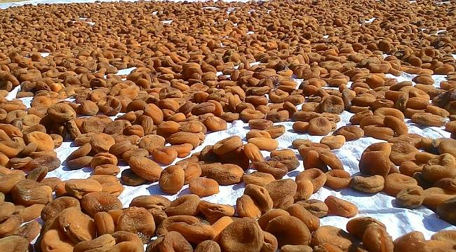 İhracatın büyük bölümü kuru kayısı
