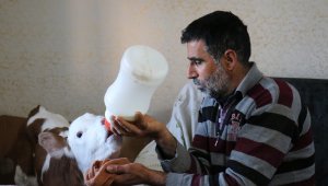 Buzağıya evinde bebekler gibi bakıyor