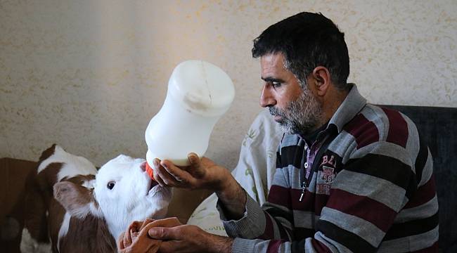 Buzağıya evinde bebekler gibi bakıyor
