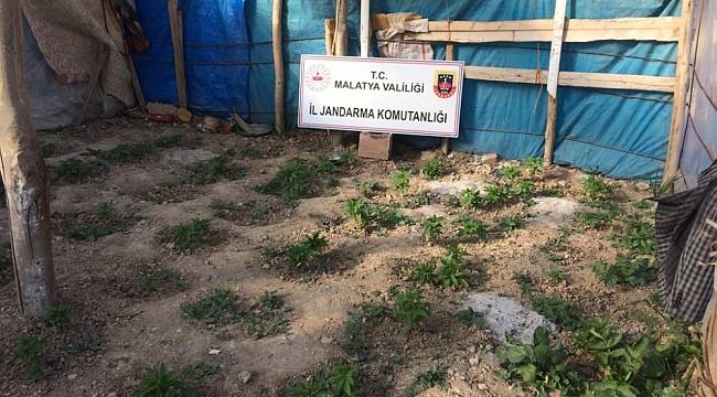 Jandarmadan kenevir operasyonu