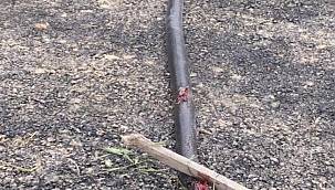 1,5 metre uzunluğundaki yılan öldürüldü