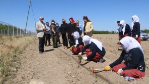 Ata tohumları ve sebze fidanları toprakla buluştu