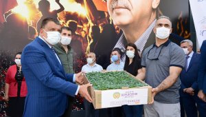Büyükşehir'den Dondan Zarar Gören Çiftçilere Fide Desteği