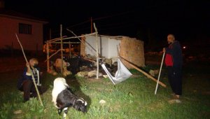 Doğanşehir'de Başıboş köpekler, 12 koyunu telef etti