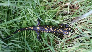 Maket zannettiler benekli semender çıktı