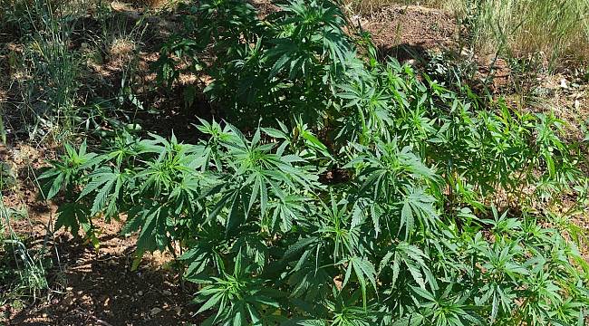 206 kök kenevir bitkisi ele geçirildi