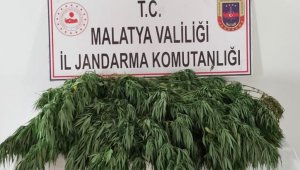400 kök Hint keneviri ele geçirildi