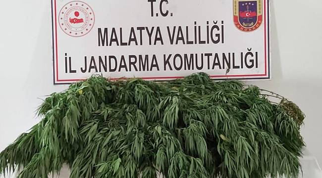400 kök Hint keneviri ele geçirildi