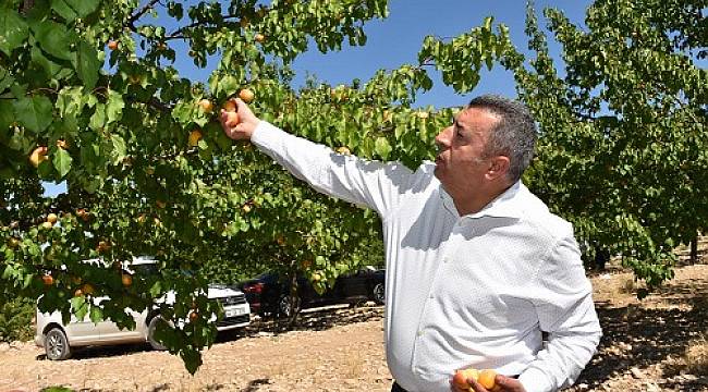 Dünya kayısı başkentinde hasat dönemi başladı