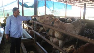 Otomobil fiyatına satılan kurbanlıklar görücüye çıktı