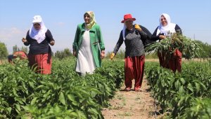 Battalgazi'nin gönüllü kadınları, ilk hasatlarını topladı