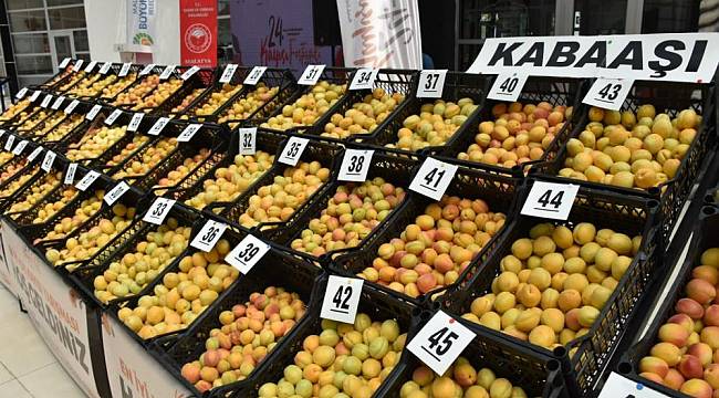 'En iyi yaş kayısı' yarışması yapıldı