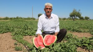 Görüntüsü göz kamaştırıyor, lezzeti damakları tatlandırıyor