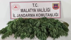 Jandarma, kenevir yetiştiricilerine göz açtırmıyor