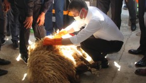 Malatya Valisi Baruş, koyun kırktı