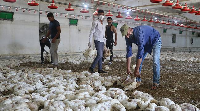 Havasız kalan 35 bin tavuk telef oldu