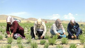 Hasadı tamamlanan kekikten beklenen verim alındı