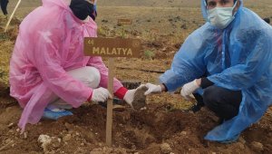 Malatya'dan Kırşehir'e Ahi fidanı