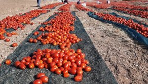 Doğal yöntemlerle yapılan kurutmalıklar mahalleyi kırmızıya bürüdü