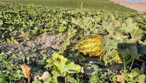 Narmikan kavununda hasat başladı