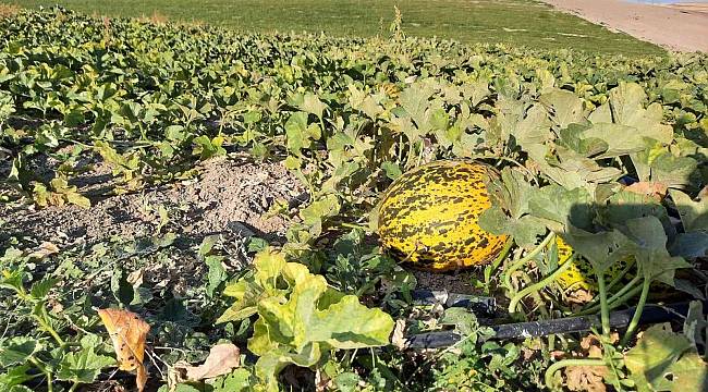 Narmikan kavununda hasat başladı