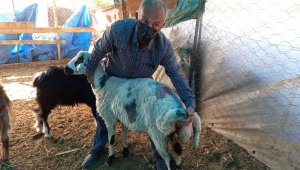 Sokak köpekleri koyunlara saldırdı