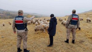 Kayıp koyunları jandarma drone ile buldu