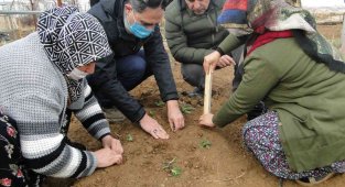 Malatya'da 50 bin salep fidesi toprakla buluşturuldu