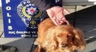 Kaybolan köpeği için polisten yardım istedi