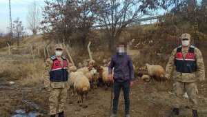 Kayıp 31 koyunu jandarma buldu